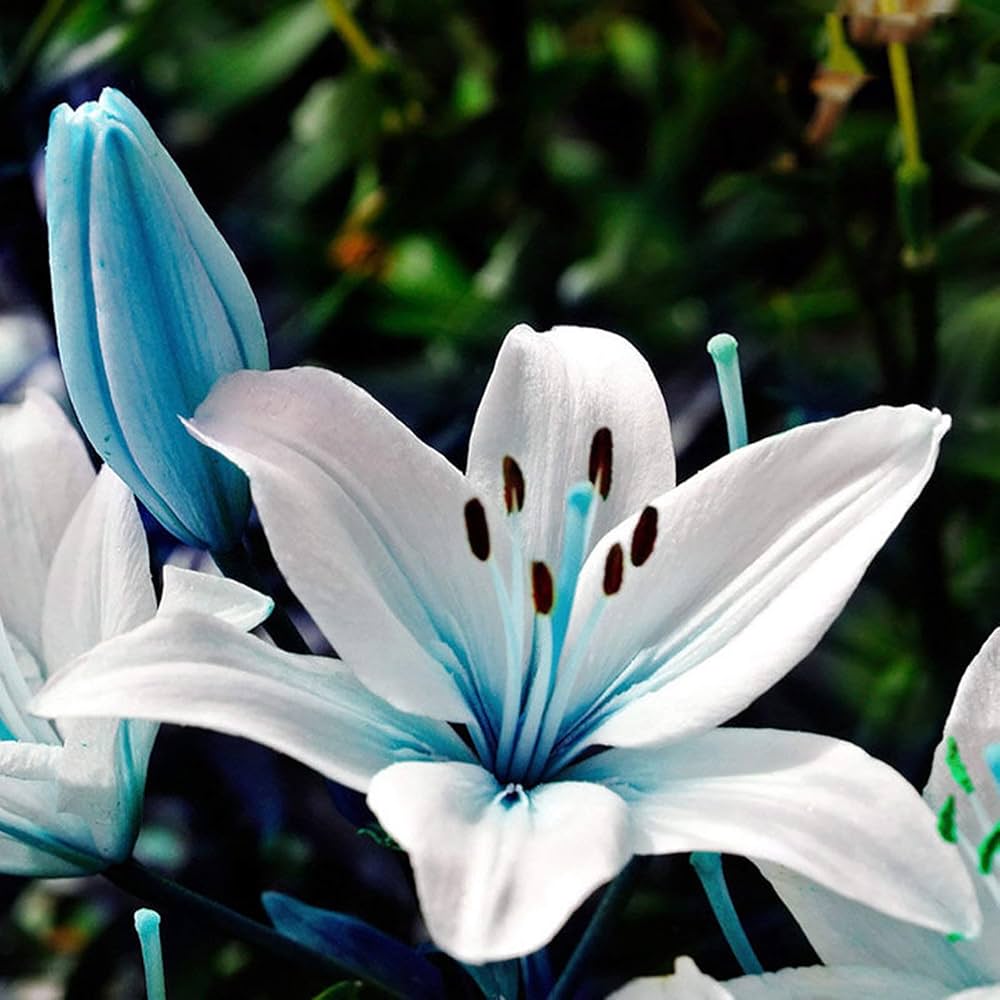 Pure White Lily Flower - for planting in home garden